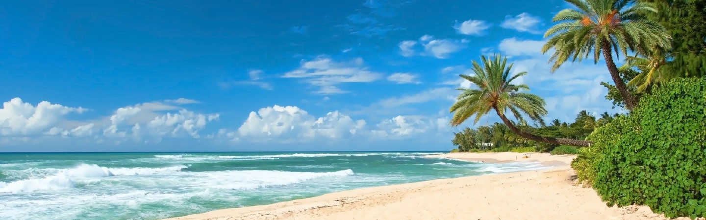 beach scene with palm trees on right and ocean on left