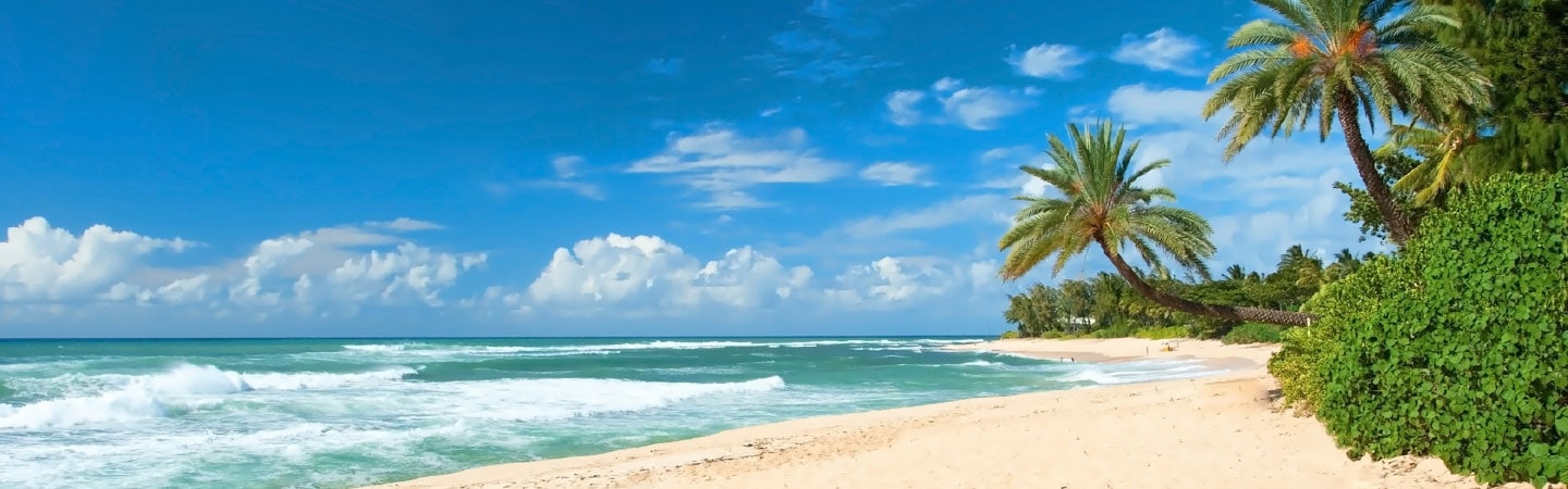 ambientazione da spiaggia con palme a destra e l'oceano a sinistra