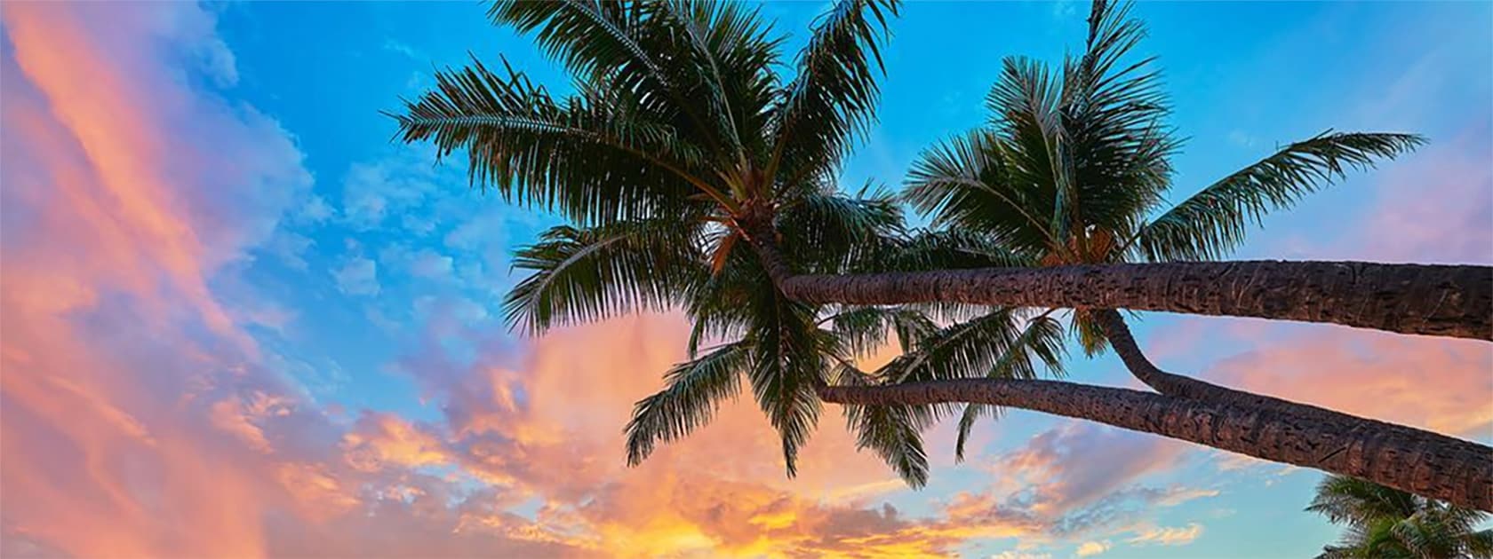 Cielo hawaiano y palmeras