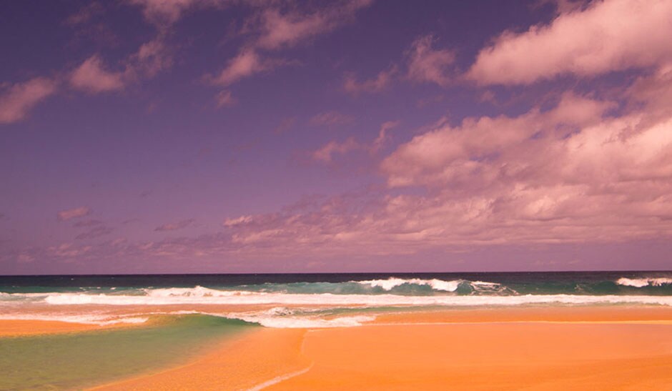 Maui Rose®
